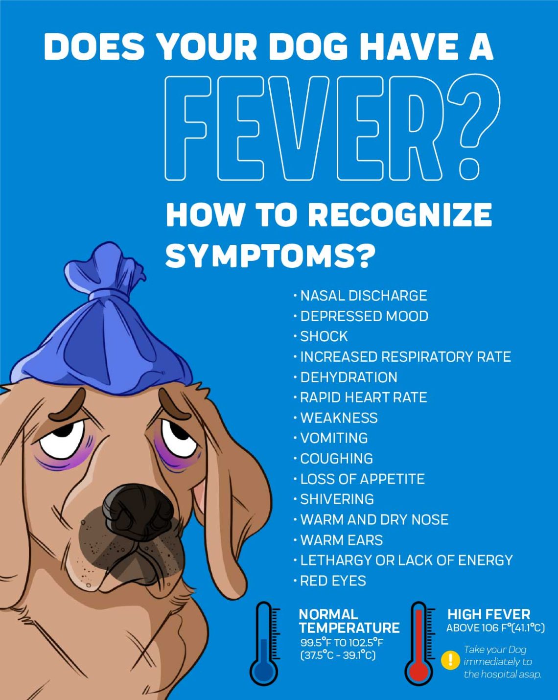 How to help a dog in a fever