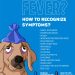 Allergy to animals: is it possible to get a cat or dog and not suffer from unpleasant symptoms