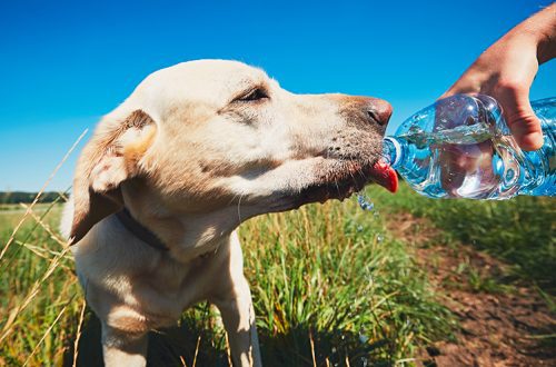 How to help a dog in the heat
