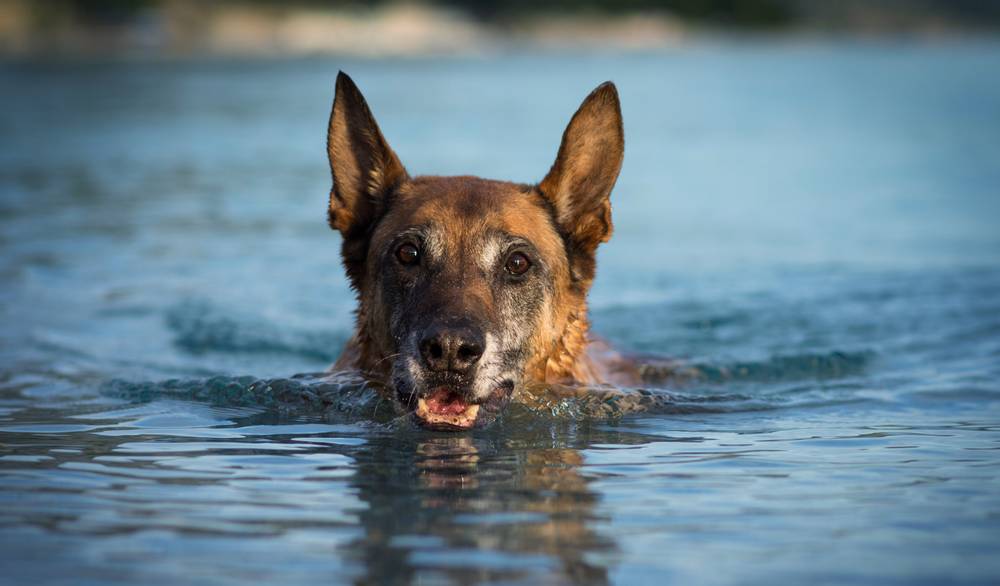 How to help a drowning dog?