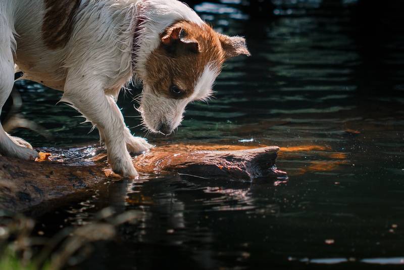 How to help a drowning dog?