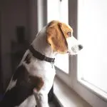 How to improve your dog’s stress tolerance