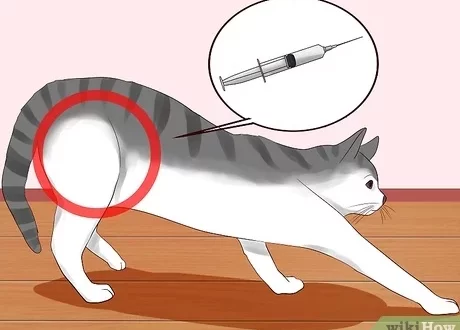 How to independently make an intramuscular and subcutaneous injection for a cat