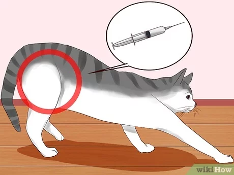 How to independently make an intramuscular and subcutaneous injection for a cat