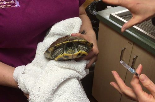 How to inject turtles