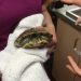 Vitamins and calcium for turtles and other reptiles: what to buy?
