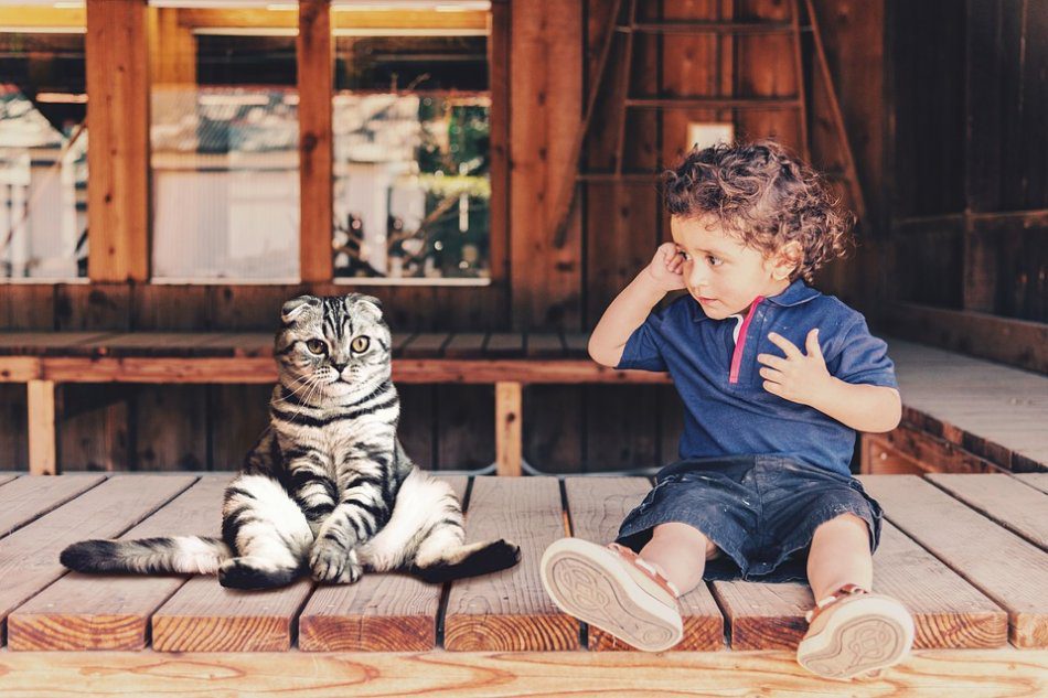 How to introduce a cat to a child?