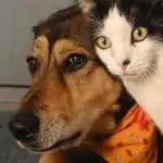 How to introduce a dog and a cat?