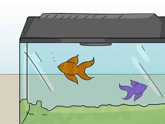 How to keep a cat away from an aquarium