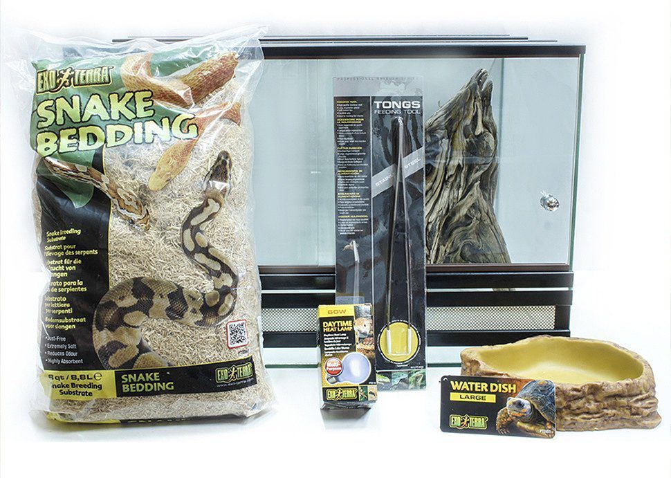 How to keep snakes at home? Quick Guide