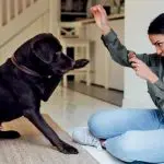 How to Learn to Praise Your Dog