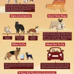 How to leave a dog for overexposure