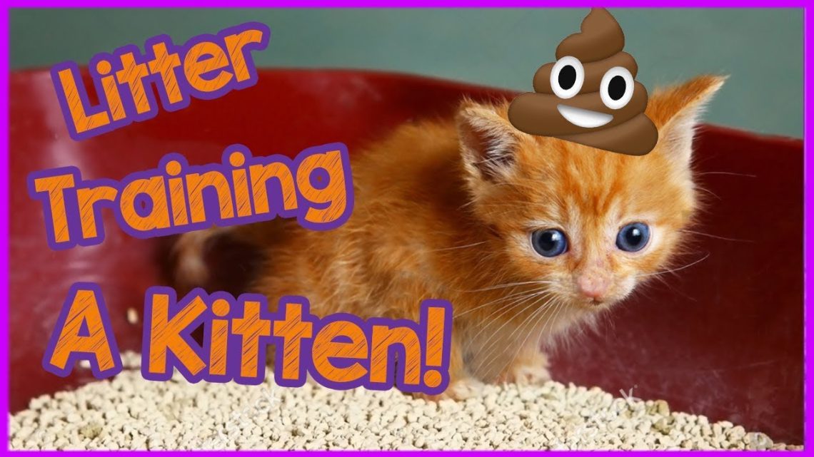 How to litter train a kitten &#8211; QUICKLY and EASY