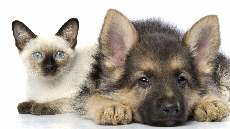 How to make a cat and a dog become friends?
