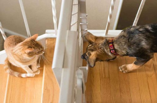 How to make a cat and a dog become friends?