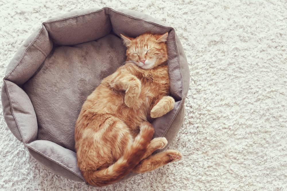 How to make a cat bed?