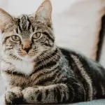 How to make a cat’s coat shiny?