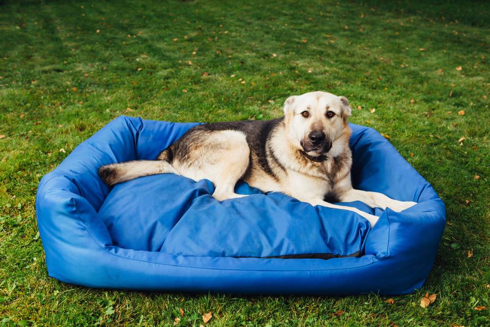 How to make a dog bed?