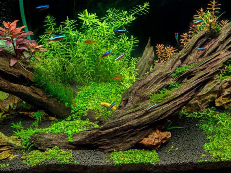 How to make a driftwood for an aquarium with your own hands