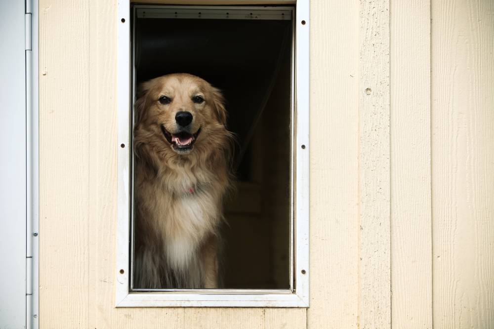 How to make a hole for a dog in the door of the house?