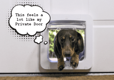 Kako napraviti rupu za psa na vratima kuće?