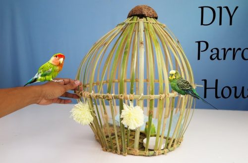 How to make a house for parrots with your own hands