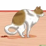 How to make an enema for a cat at home?