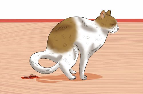 How to make an enema for a cat at home?