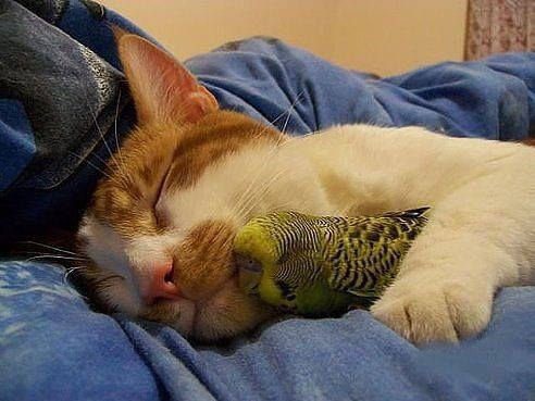 How to make friends a cat and a parrot?