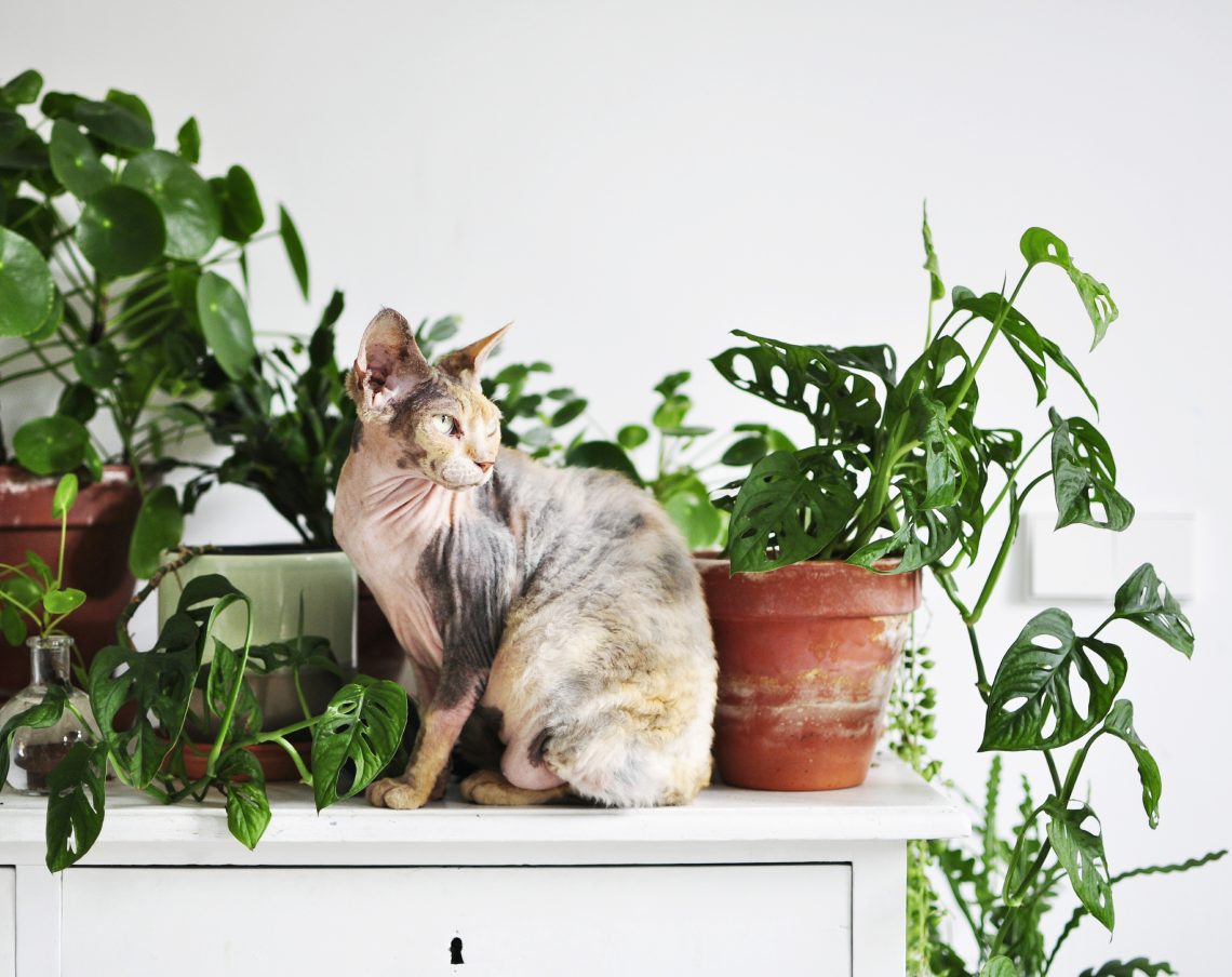 Kako sprijateljiti mačku i sobne biljke