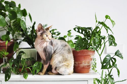 How to make friends a cat and houseplants