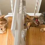 How to make friends a cat with a dog?