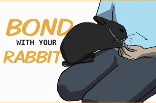 How to make friends with rabbits?