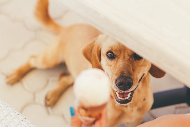 How to make ice cream for a dog?