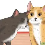 How to make two cats friends?