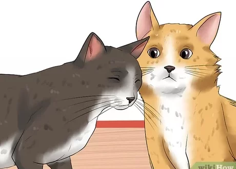 How to make two cats friends?