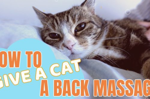How to massage a cat