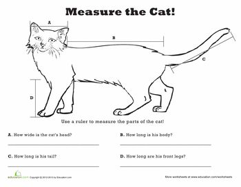 How to measure the height of a cat?