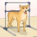 How to prepare a dog for life in the country?