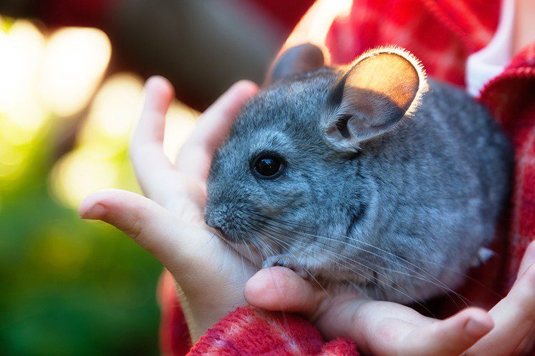 How to name a chinchilla?