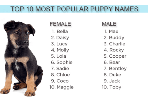 How to name a dog?