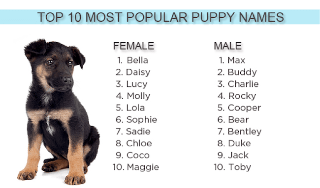 How to name a dog?