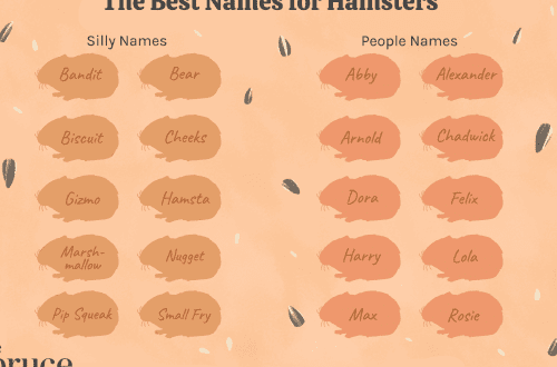 How to name a hamster?