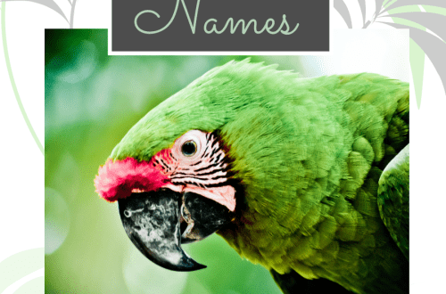 How to name a parrot