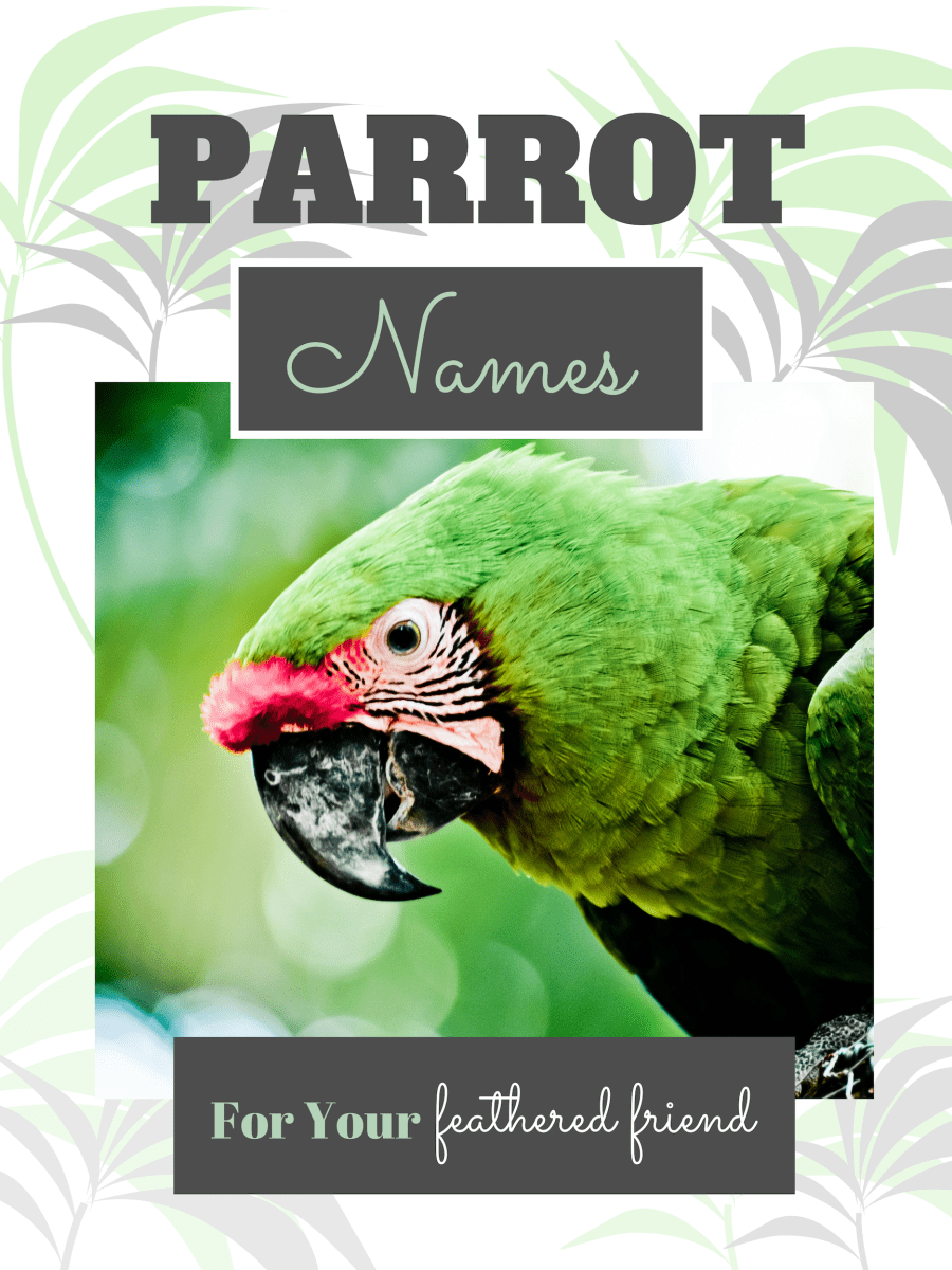 How to name a parrot