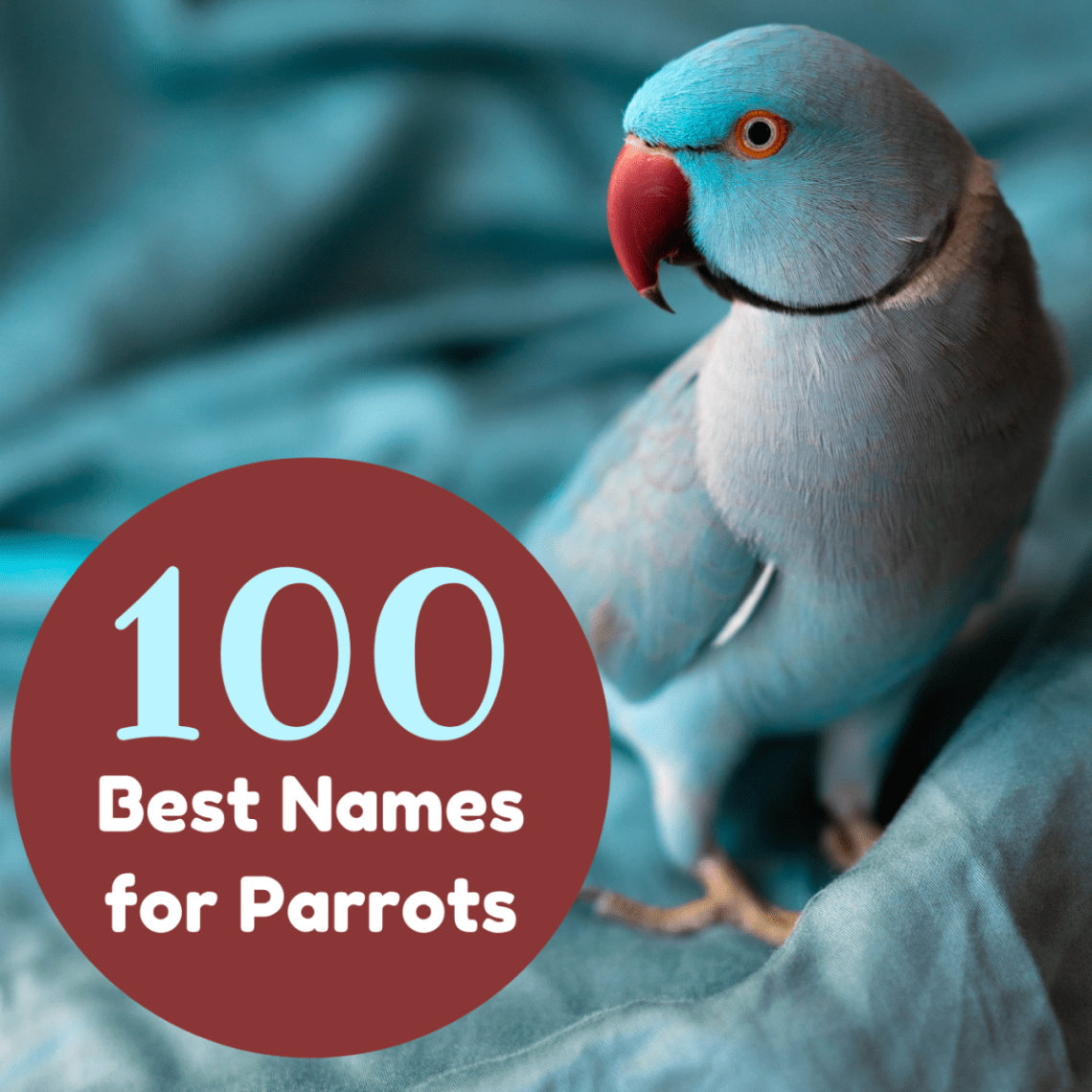 How to name a parrot?