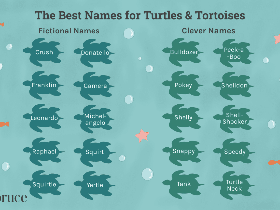 How to name a turtle?