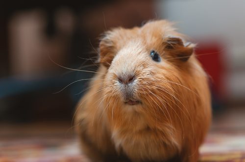 How to name the guinea pig?