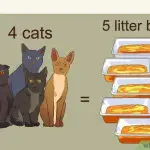 How to organize a toilet for several cats?