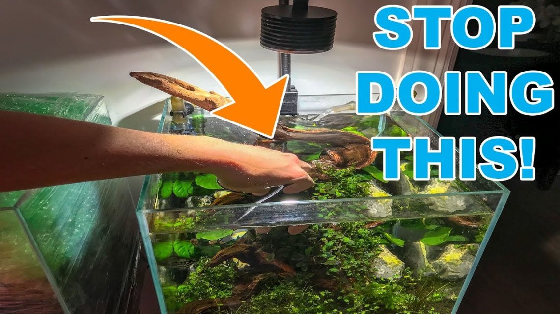 How to plant plants in an aquarium